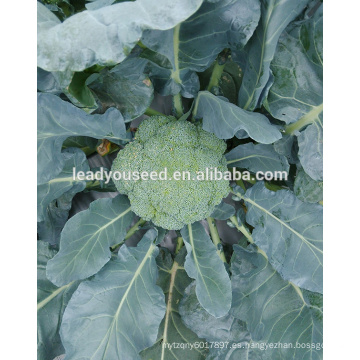 MBR01 Bizhu 58 días f1 semillas híbridas de brócoli chino para plantar